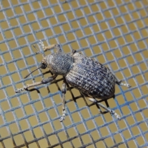 Rhinaria sp. (genus) at Conder, ACT - 8 Dec 2015 11:14 PM