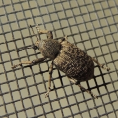 Rhinaria sp. (genus) at Conder, ACT - 8 Dec 2015 11:14 PM