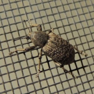 Rhinaria sp. (genus) at Conder, ACT - 8 Dec 2015