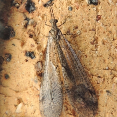 Myrmeleontidae (family) (Unidentified Antlion Lacewing) at Conder, ACT - 10 Dec 2015 by michaelb