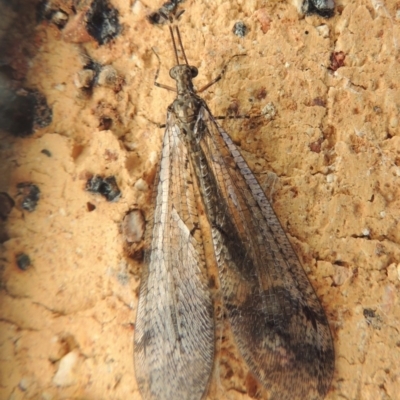 Myrmeleontidae (family) (Unidentified Antlion Lacewing) at Conder, ACT - 11 Dec 2015 by MichaelBedingfield