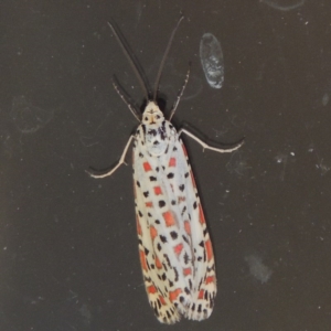 Utetheisa pulchelloides at Conder, ACT - 11 Dec 2015 01:15 PM