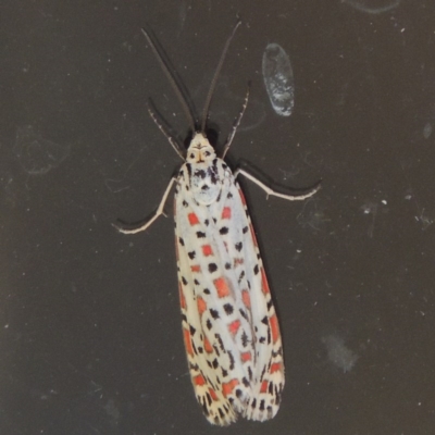Utetheisa pulchelloides (Heliotrope Moth) at Conder, ACT - 11 Dec 2015 by michaelb