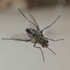 Senostoma tessellatum (A Bristle Fly) at Conder, ACT - 3 Jan 2016 by MichaelBedingfield