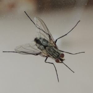 Senostoma tessellatum at Conder, ACT - 3 Jan 2016 01:34 PM