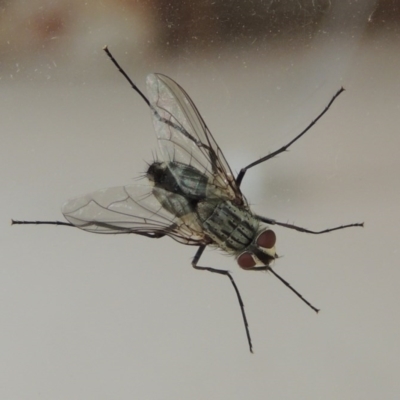 Senostoma tessellatum (A Bristle Fly) at Conder, ACT - 3 Jan 2016 by MichaelBedingfield