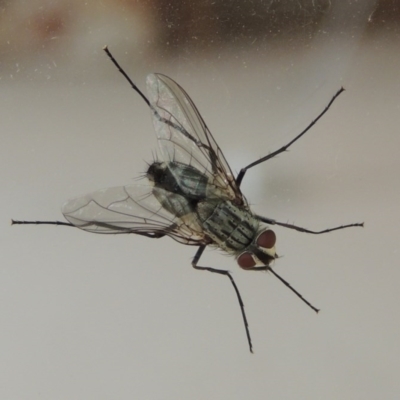 Senostoma tessellatum (A Bristle Fly) at Conder, ACT - 3 Jan 2016 by michaelb