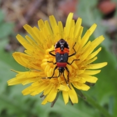 Dindymus versicolor (Harlequin Bug) at Pollinator-friendly garden Conder - 25 Jan 2016 by michaelb