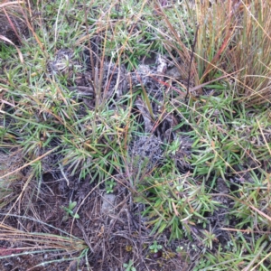 Rutidosis leiolepis at Polo Flat, NSW - 1 Aug 2017 09:34 AM