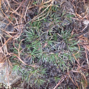 Rutidosis leiolepis at Polo Flat, NSW - 1 Aug 2017