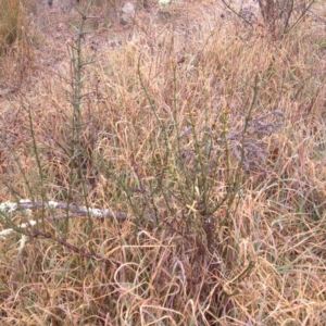 Discaria pubescens at Polo Flat, NSW - 1 Aug 2017 10:04 AM