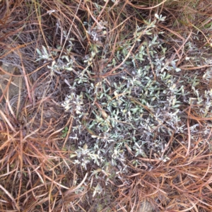 Chrysocephalum apiculatum at Polo Flat, NSW - 1 Aug 2017