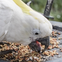 Cacatua galerita (Sulphur-crested Cockatoo) at Higgins, ACT - 1 Aug 2017 by Alison Milton