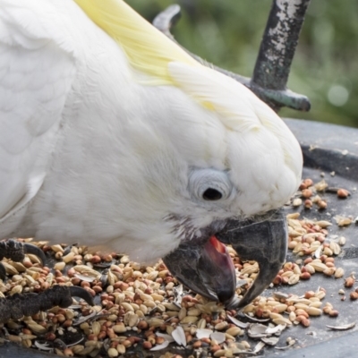 Cacatua galerita (Sulphur-crested Cockatoo) at Higgins, ACT - 1 Aug 2017 by Alison Milton