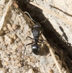 Polyrhachis sp. (genus) (A spiny ant) at Higgins, ACT - 1 Aug 2017 by AlisonMilton