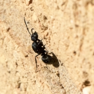 Polyrhachis sp. (genus) at Higgins, ACT - 1 Aug 2017