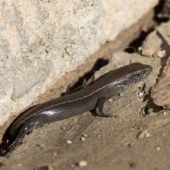 Lampropholis delicata (Delicate Skink) at Higgins, ACT - 1 Aug 2017 by AlisonMilton