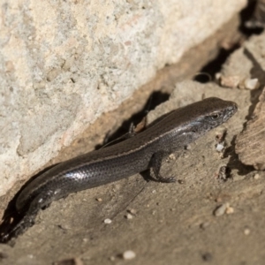 Lampropholis delicata at Higgins, ACT - 1 Aug 2017