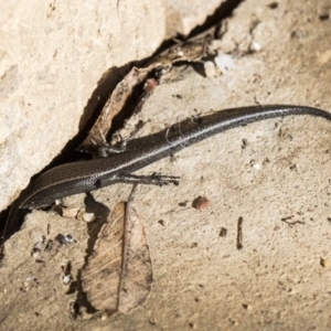 Lampropholis delicata at Higgins, ACT - 1 Aug 2017