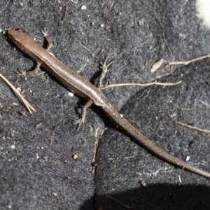 Lampropholis delicata at Higgins, ACT - 1 Aug 2017