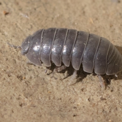 Armadillidium vulgare (Slater bug, woodlouse, pill bug, roley poley) at Higgins, ACT - 1 Aug 2017 by AlisonMilton