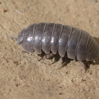 Armadillidium vulgare (Slater bug, woodlouse, pill bug, roley poley) at Higgins, ACT - 1 Aug 2017 by AlisonMilton