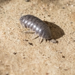 Armadillidium vulgare at Higgins, ACT - 1 Aug 2017 01:11 PM