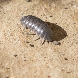 Armadillidium vulgare at Higgins, ACT - 1 Aug 2017