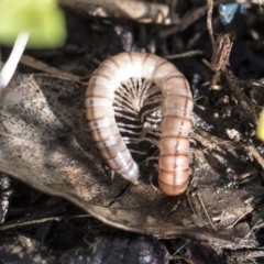 Australiosomatinae sp. (subfamily) (Millipede) at Higgins, ACT - 1 Aug 2017 by AlisonMilton