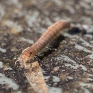 Australiosomatinae sp. (subfamily) at Higgins, ACT - 1 Aug 2017