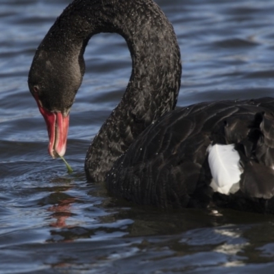 Cygnus atratus (Black Swan) at Amaroo, ACT - 28 Jul 2017 by AlisonMilton