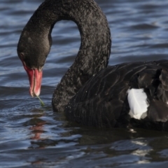 Cygnus atratus (Black Swan) at Yerrabi Pond - 28 Jul 2017 by AlisonMilton