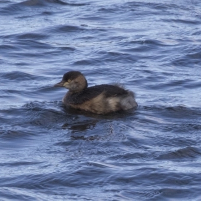 Tachybaptus novaehollandiae (Australasian Grebe) at Amaroo, ACT - 28 Jul 2017 by AlisonMilton