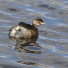 Tachybaptus novaehollandiae at Amaroo, ACT - 28 Jul 2017