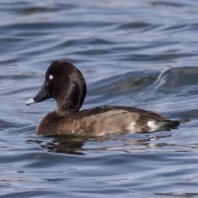 Aythya australis (Hardhead) at Amaroo, ACT - 28 Jul 2017 by AlisonMilton