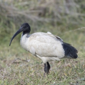 Threskiornis molucca at Amaroo, ACT - 28 Jul 2017