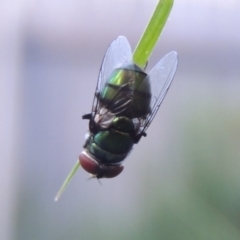 Chrysomya sp. (genus) (A green/blue blowfly) at Conder, ACT - 14 Feb 2016 by MichaelBedingfield