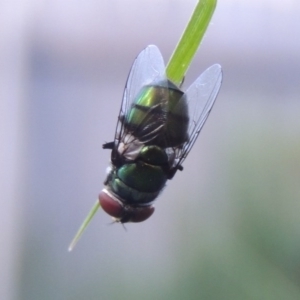 Chrysomya sp. (genus) at Conder, ACT - 14 Feb 2016