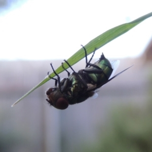 Chrysomya sp. (genus) at Conder, ACT - 14 Feb 2016