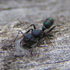 Rhytidoponera metallica (Greenhead ant) at Kambah, ACT - 30 Jul 2017 by MatthewFrawley