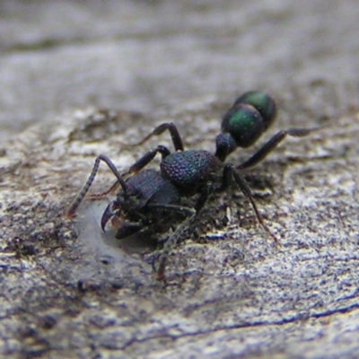 Rhytidoponera metallica (Greenhead ant) at Urambi Hills - 30 Jul 2017 by MatthewFrawley