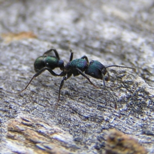 Rhytidoponera metallica at Kambah, ACT - 30 Jul 2017 12:52 PM