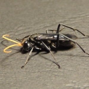 Fabriogenia sp. (genus) at Conder, ACT - 14 Jan 2016 10:25 PM