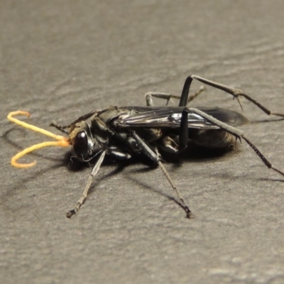 Fabriogenia sp. (genus) (Spider wasp) at Pollinator-friendly garden Conder - 14 Jan 2016 by michaelb