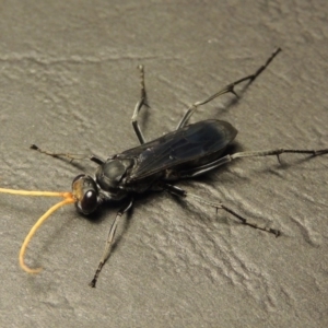 Fabriogenia sp. (genus) at Conder, ACT - 14 Jan 2016