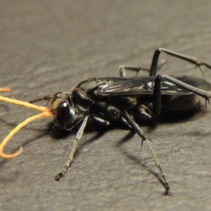 Fabriogenia sp. (genus) at Conder, ACT - 14 Jan 2016