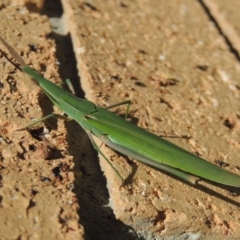 Acrida conica (Giant green slantface) at Conder, ACT - 2 Feb 2016 by michaelb