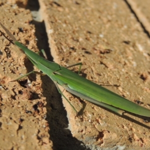 Acrida conica at Conder, ACT - 2 Feb 2016 12:18 PM