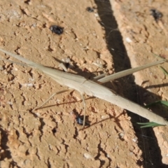 Acrida conica (Giant green slantface) at Conder, ACT - 2 Feb 2016 by MichaelBedingfield