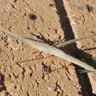 Acrida conica (Giant green slantface) at Pollinator-friendly garden Conder - 2 Feb 2016 by michaelb